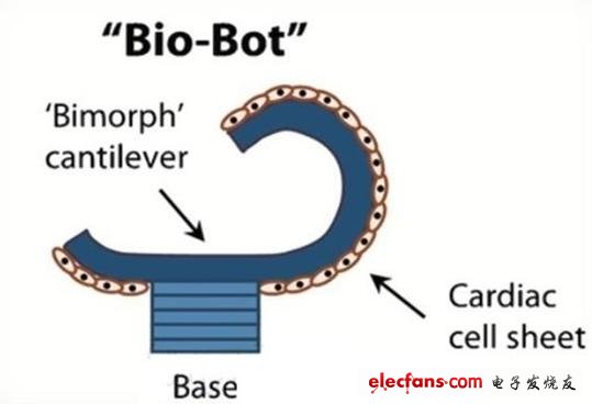 科學家正在研制有心臟細胞構(gòu)成的“生物機器人”